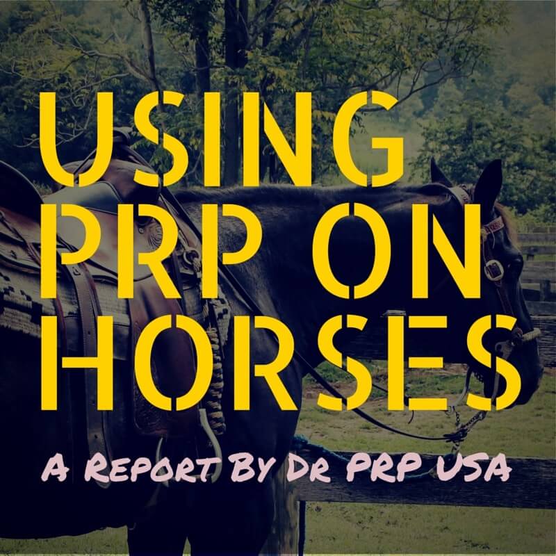 Using PRP Therapy On Horses — An Infographic